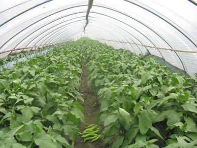 棚菜安全施肥两要素