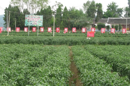 冬季蔬菜如何进行施肥